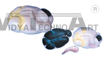 The dissection model of cattle stomach